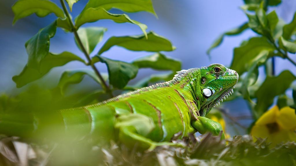 Pousada Jeriba Jijoca de Jericoacoara Εξωτερικό φωτογραφία